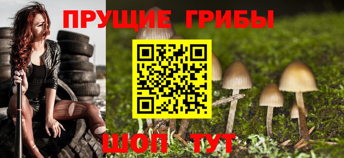 Псилоцибиновые грибы Cubensis Валуйки
